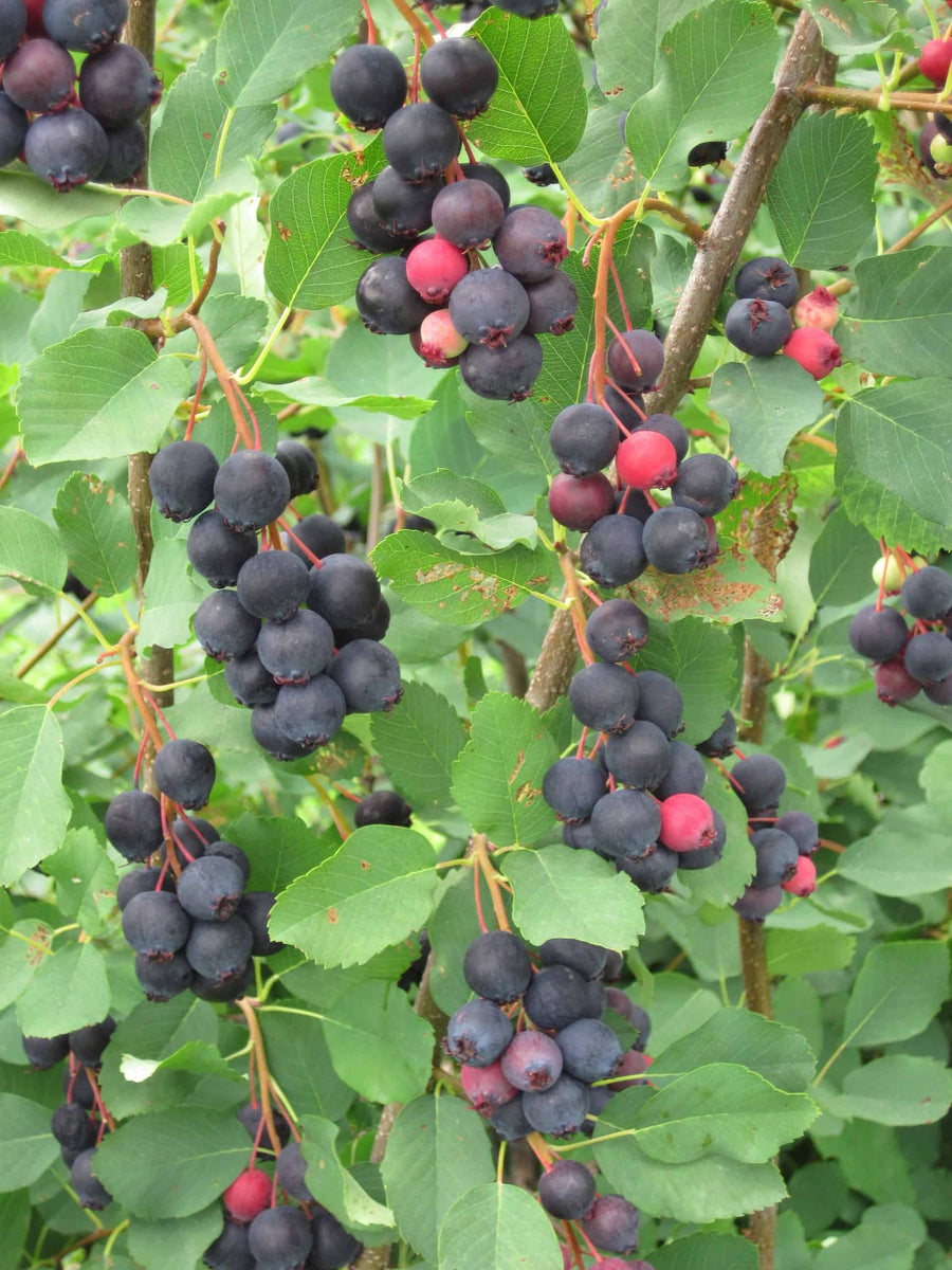 juneberry-serviceberry-12-24-bare-root-bundle-of-25-becker-swcd