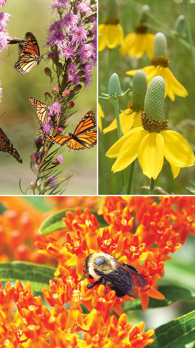 Native Plant Kits – Becker SWCD