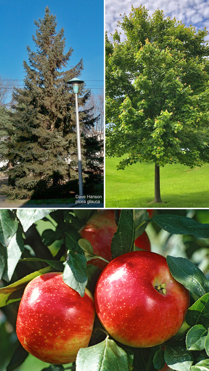Trees – Becker SWCD