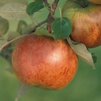 Fireside Apple semi-dwarf (single bare root)