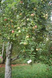 Fireside Apple semi-dwarf (single bare root)