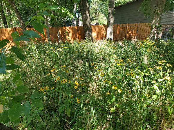 Native Seed Packet - Woodland Mix