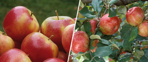 Honeycrisp Apple semi-dwarf (single bare root)