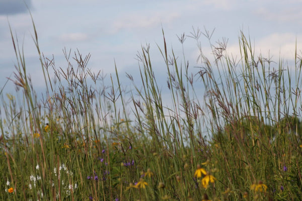 Native Seed Packet - Mesic Tallgrass Prairie Mix