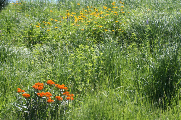 Native Seed Packet - Mesic Tallgrass Prairie Mix