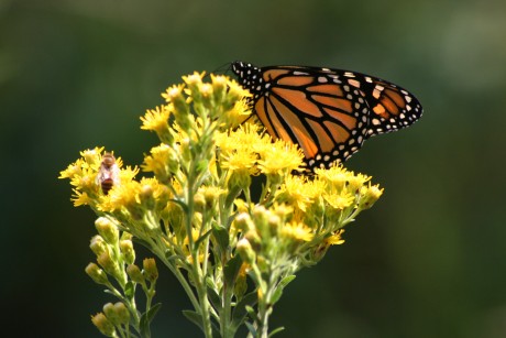 Native Plant Kit - Songbird Special Kit