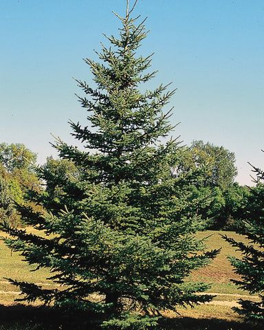 White Spruce (2 gallon potted)