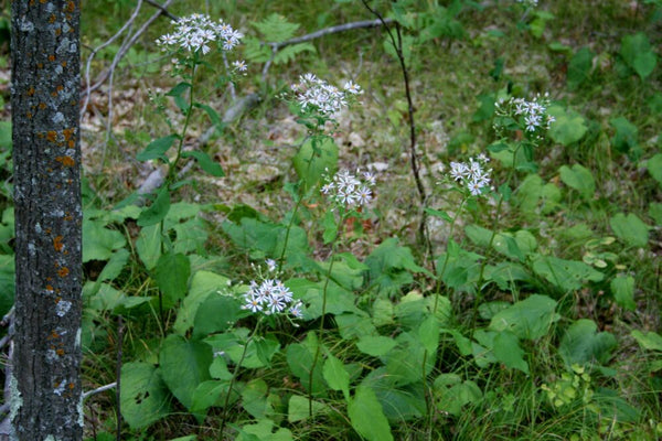 Native Plant Kit - Woodland Edge Kit