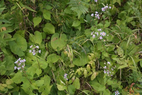 Native Plant Kit - Woodland Edge Kit