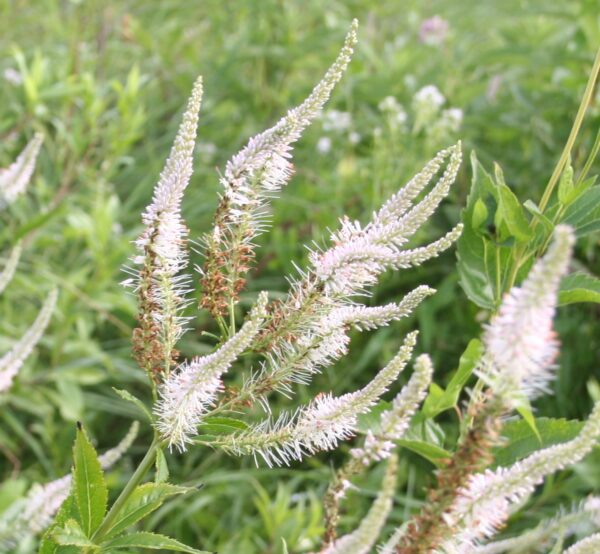 Native Plant Kit - Woodland Edge Kit