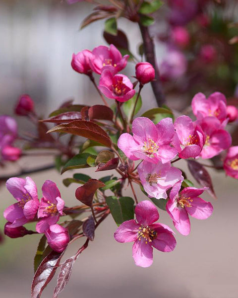 Red Splendor Crabapple (12-24" bare root) Bundle of 25