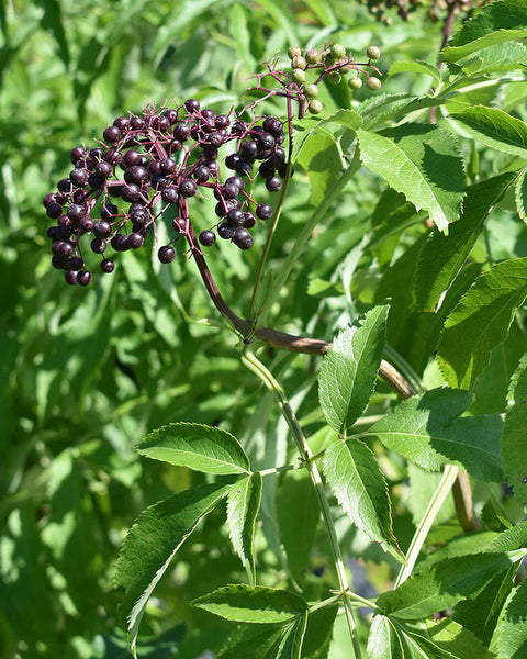 Elderberry (12-24" bare root) Bundle of 25