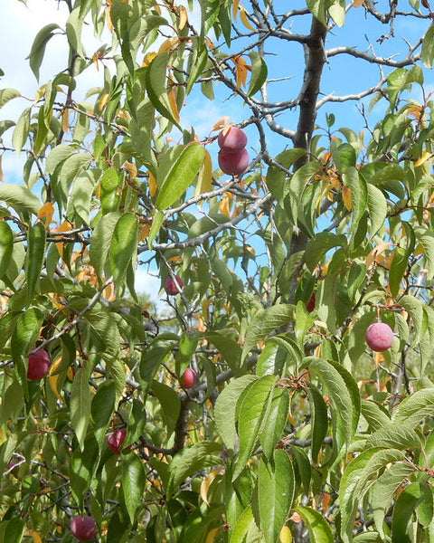 American Plum (12-24" bare root) Bundle of 25