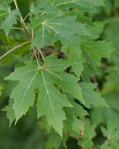 Silver Maple (12-24" bare root) Bundle of 25