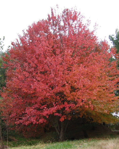 Red Maple 