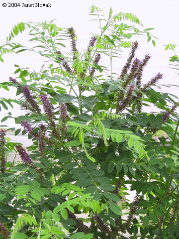 False Indigo (12-24" bare root) Bundle of 25