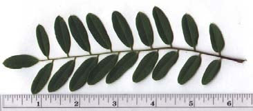 False Indigo (12-24" bare root) Bundle of 25