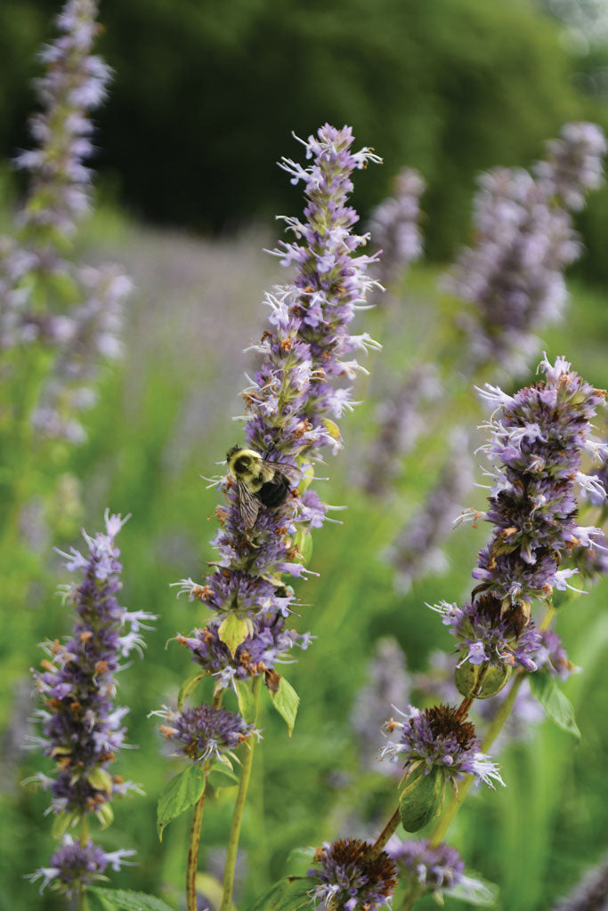 Anise Hyssop