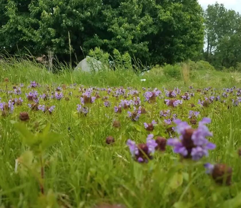 Native Seed Packet - Bee Lawn Mix - 1,000 Sq. Ft.