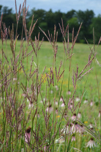 Big Bluestem