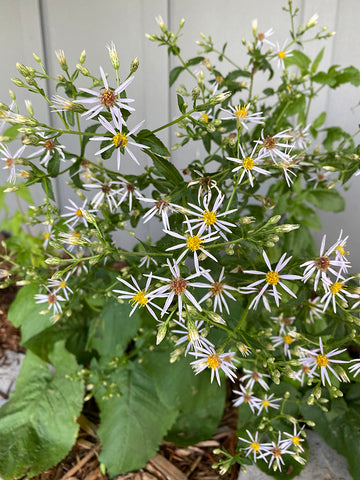 Large-leaved Aster