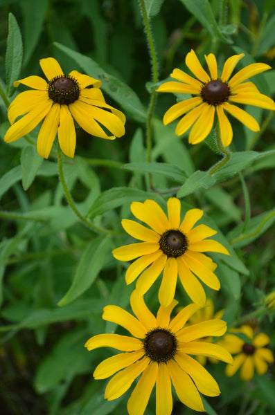 Black-Eyed Susan