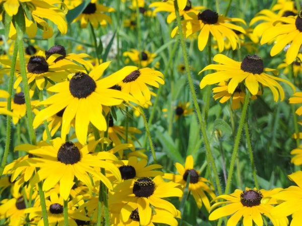 Black-Eyed Susan