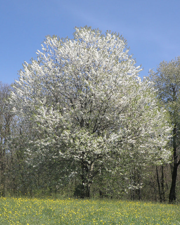 Black Cherry tree.