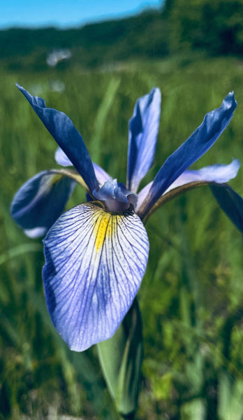 Native Plant Kit - Shoreline Stabilization