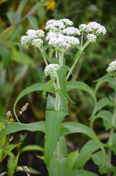 Native Plant Kit - Shoreline Stabilization