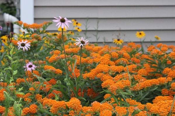 Butterfly Weed