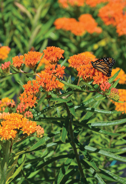 Butterfly Weed