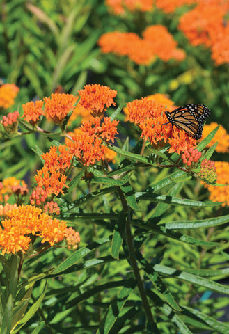 Native Plant Kit - Monarch Special