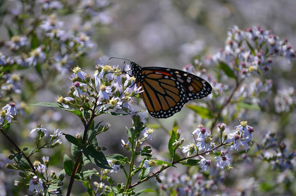 Calico Aster