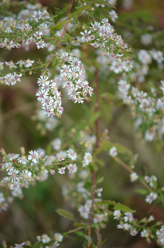 Calico Aster