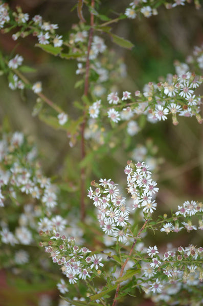 Calico Aster