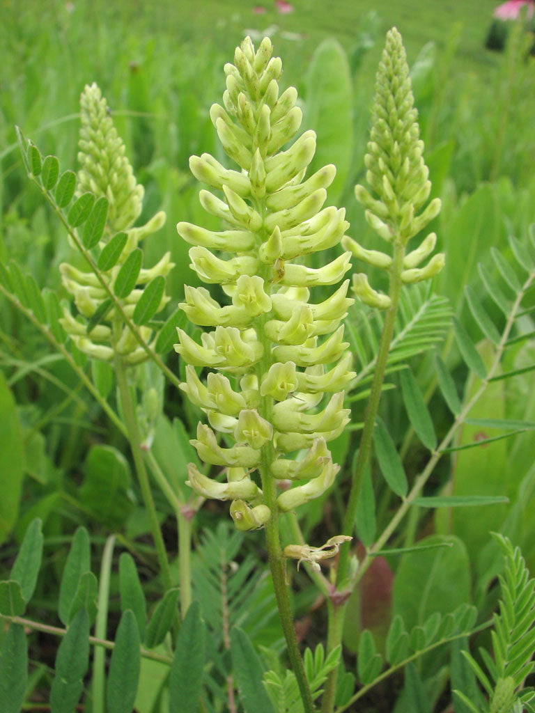 Canada Milkvetch