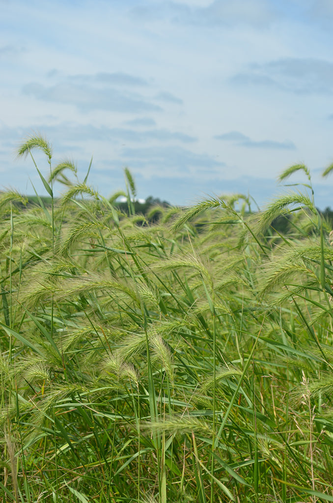 Canada Wild Rye