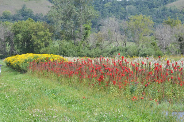 Cardinal Flower