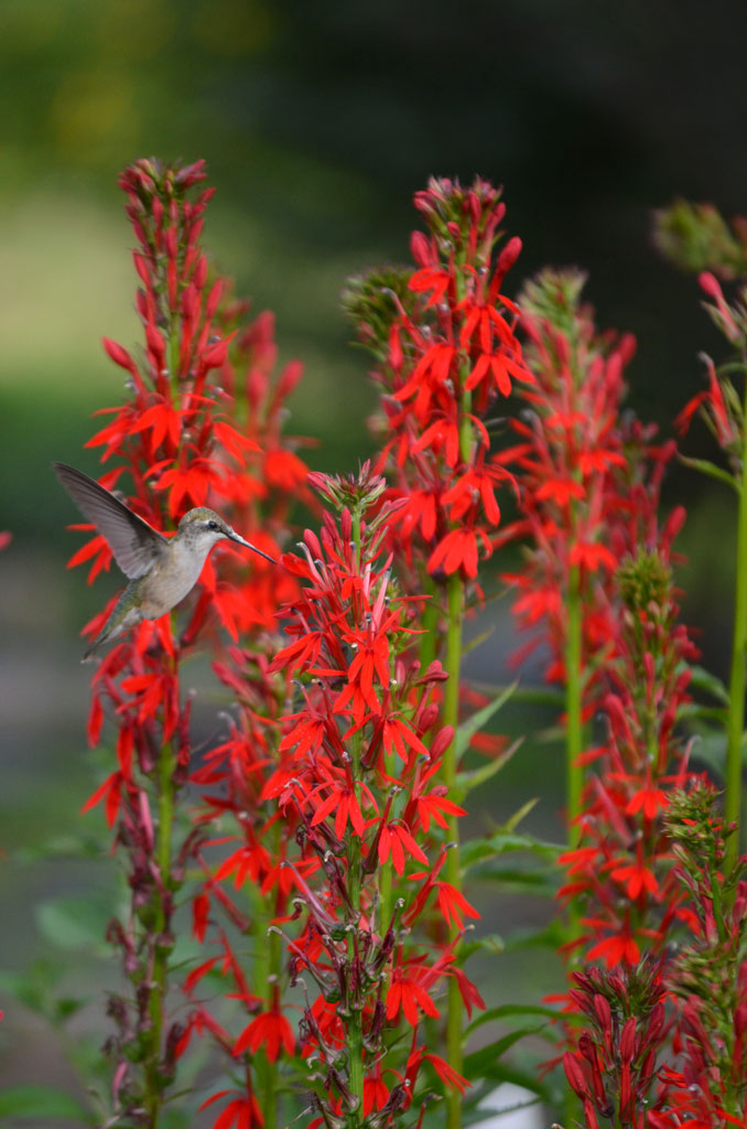 Cardinal Flower