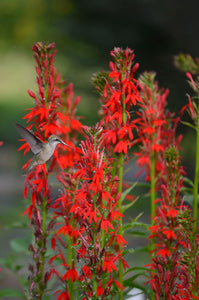 Cardinal Flower