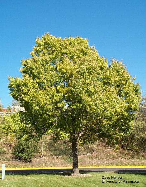 Hackberry (12-24" bare root) Bundle of 25