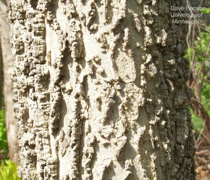 Hackberry (12-24" bare root) Bundle of 25