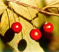 Hackberry (12-24" bare root) Bundle of 25