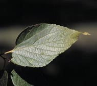 Hackberry (12-24" bare root) Bundle of 25