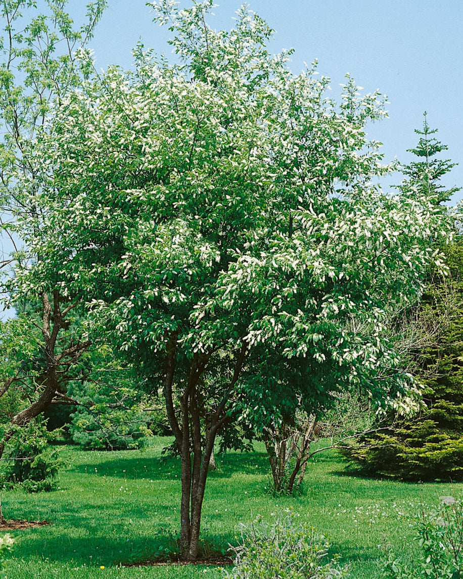 Chokecherry (12-24" bare root) Bundle of 25