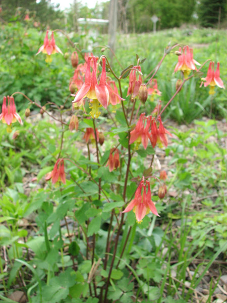 Native Plant Kit - Part Shade Garden