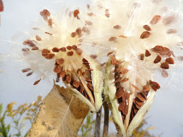 Common Milkweed