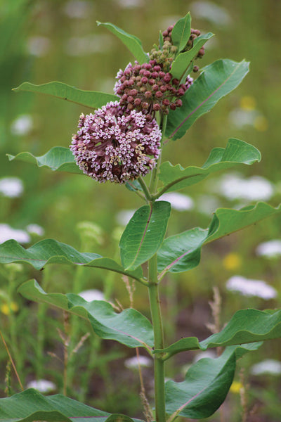 Common Milkweed