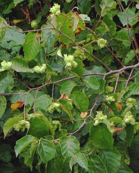 Hazelnut (12-24" bare root) Bundle of 25